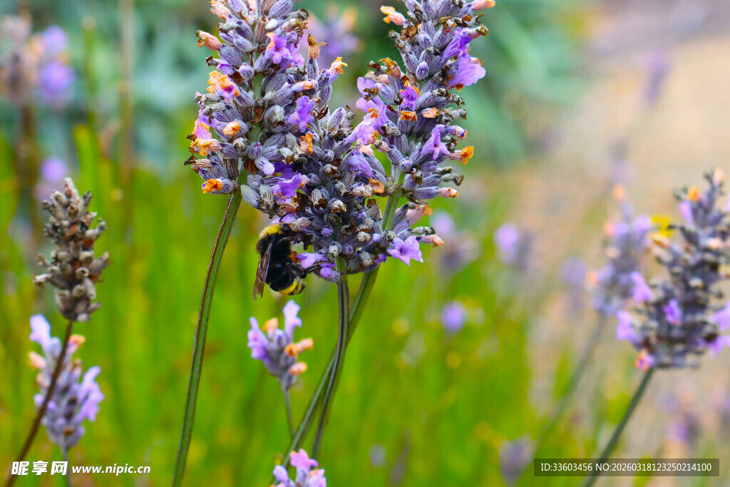 薰衣草丛中的蜜蜂