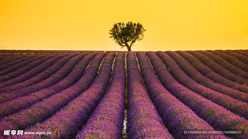 紫色薰衣草田中的孤独树