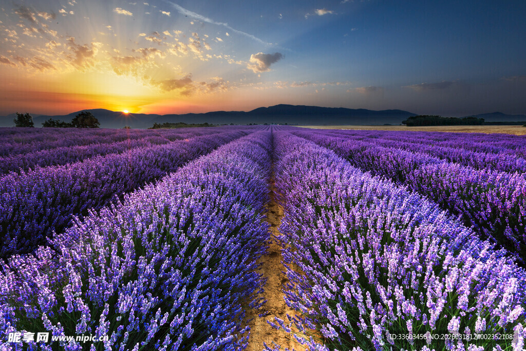 紫色薰衣草田的绝美黄昏