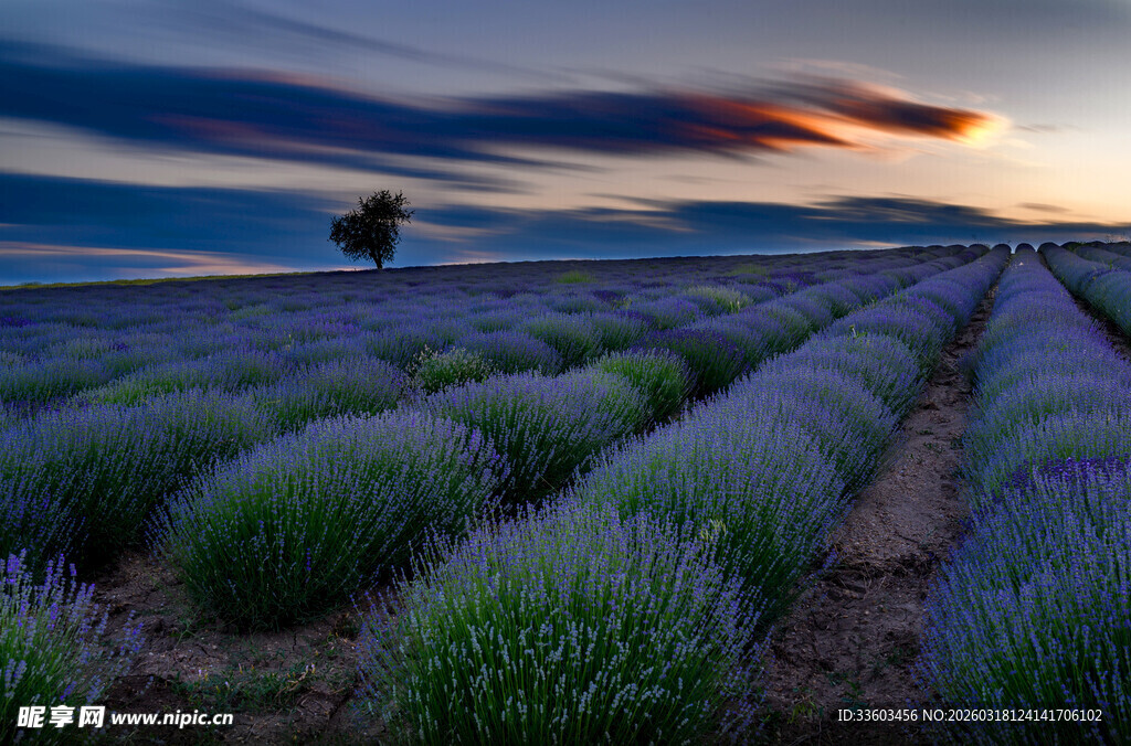 紫色薰衣草田的美丽黄昏