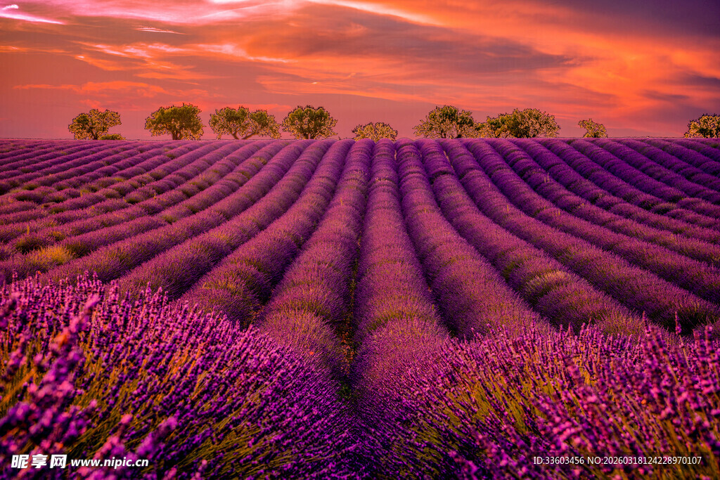 紫色薰衣草田的梦幻黄昏