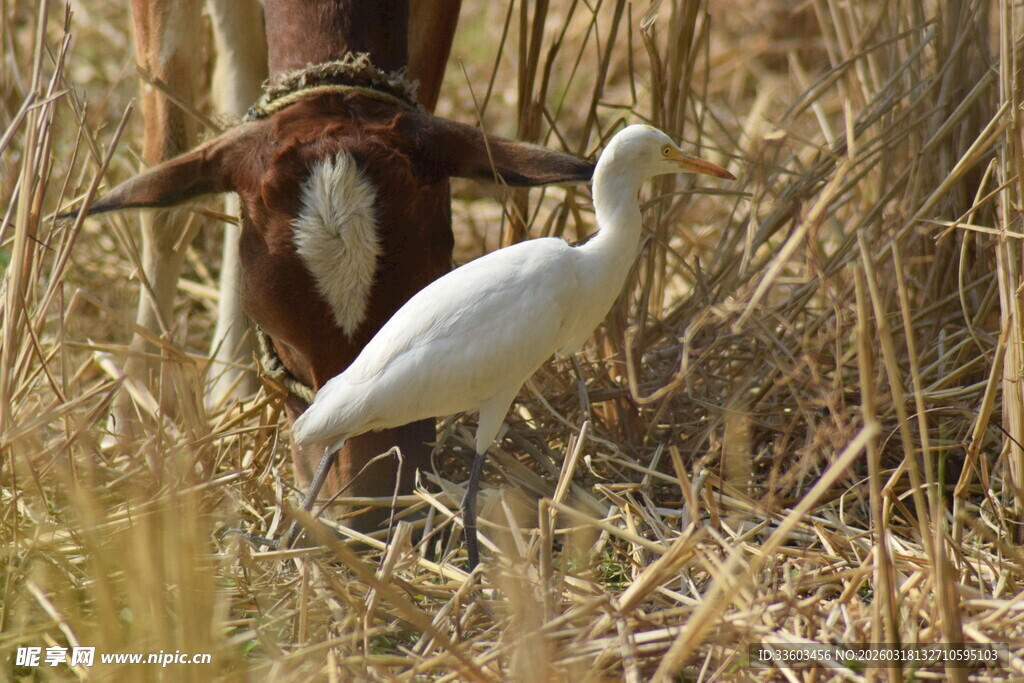 芦苇丛中白鹭与动物同框