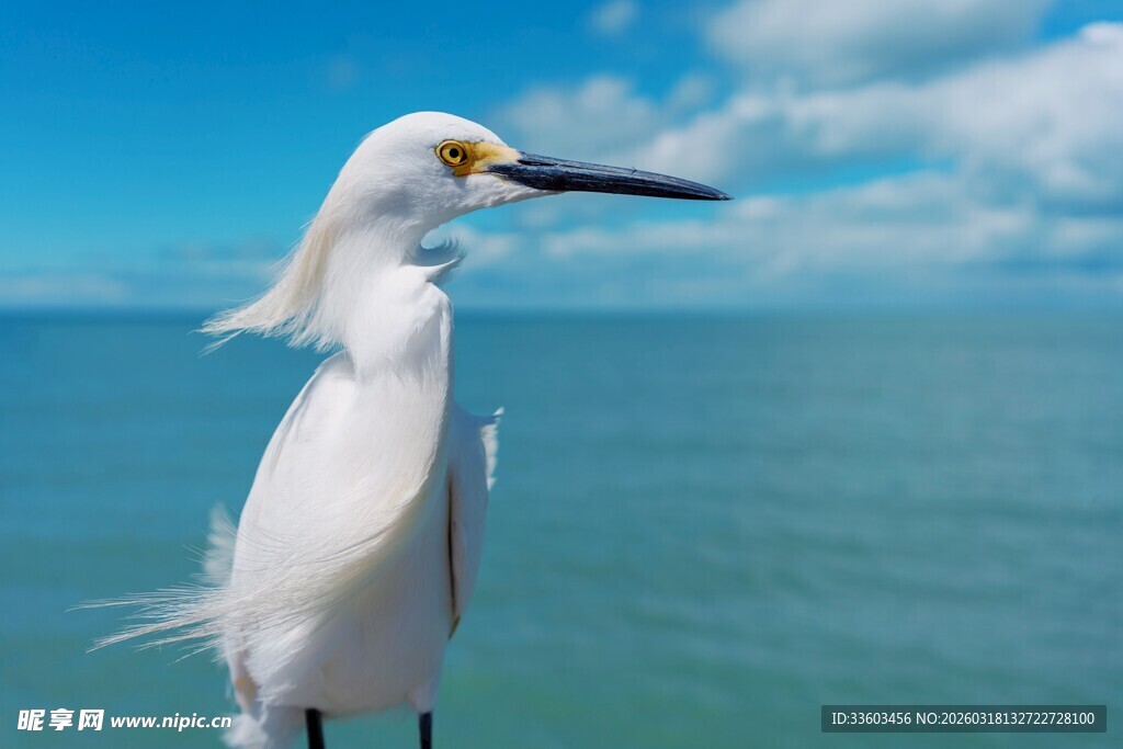 海边白鹭立姿优雅