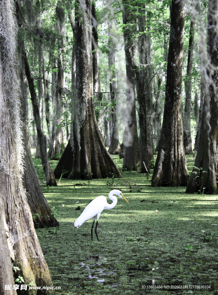 湿地中的白鹭与古老树木