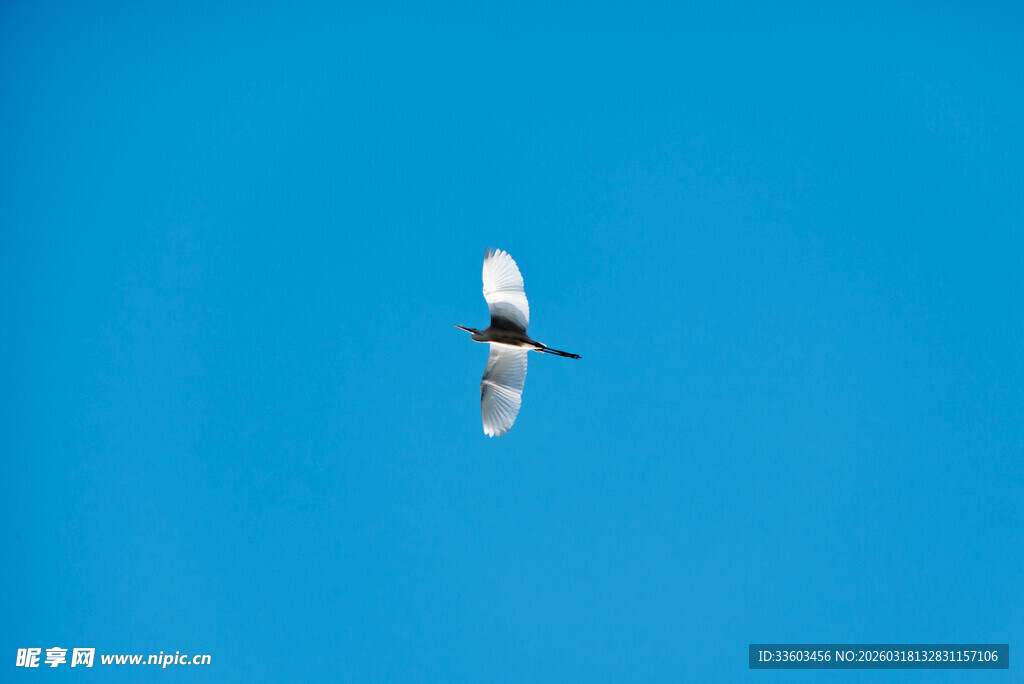 蓝天中翱翔的白色飞鸟