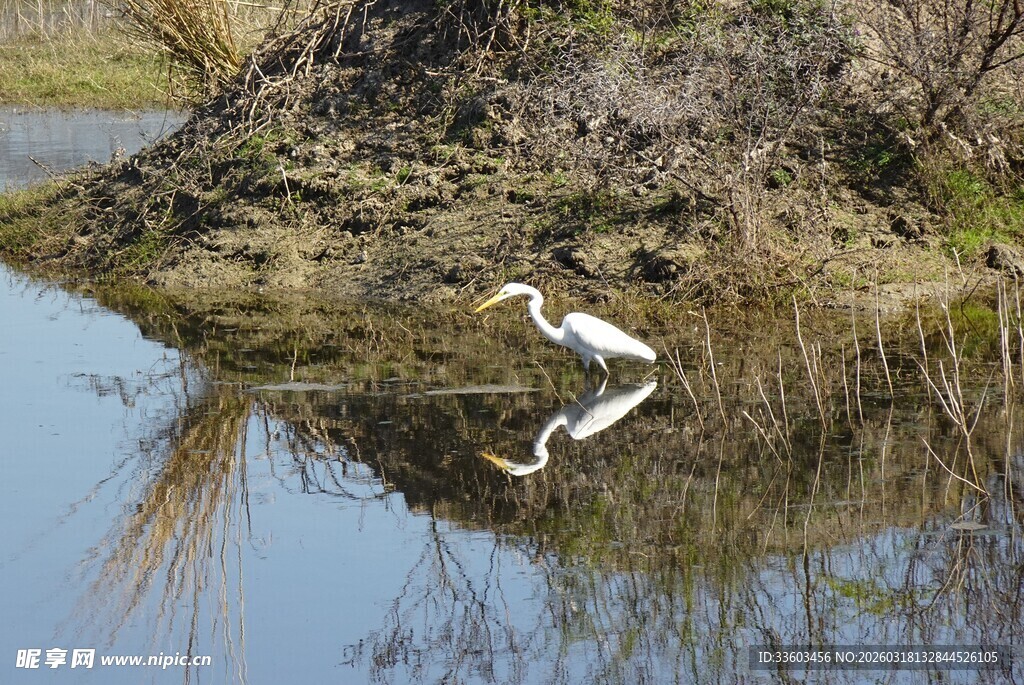 水边白鹭倒影图