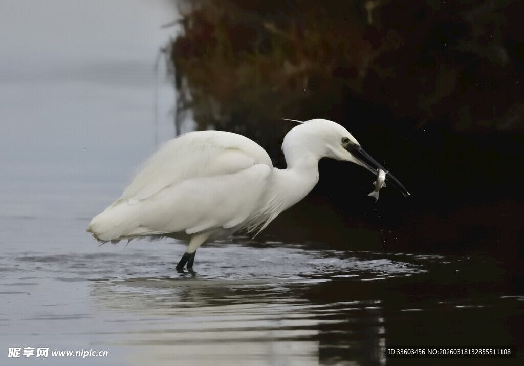 白鹭水中衔鱼瞬间