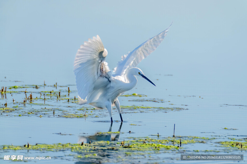 白鹭于湿地展翅瞬间