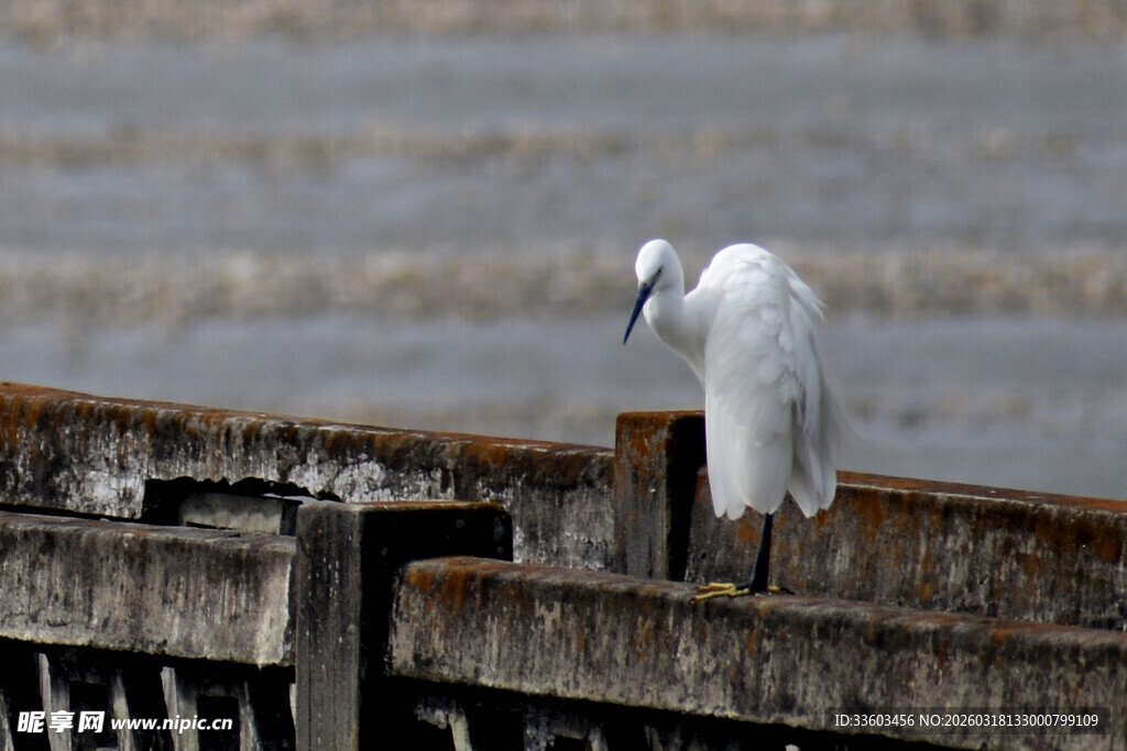 白鹭立于木栏眺望远方