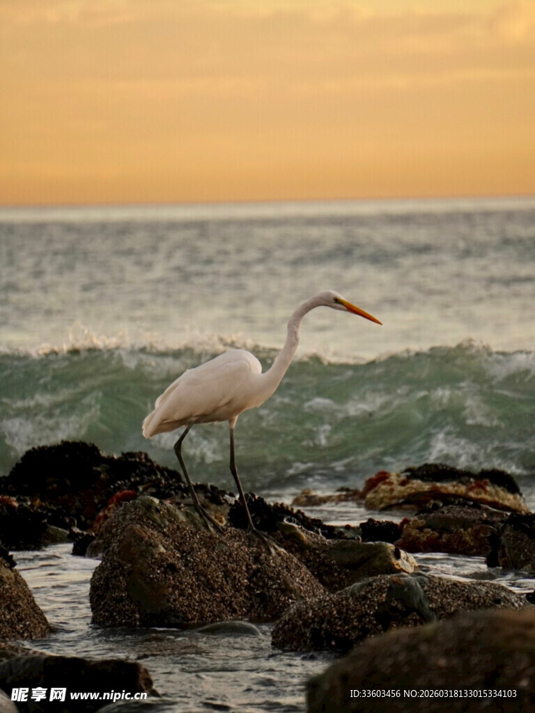 夕阳下礁石上的白鹭