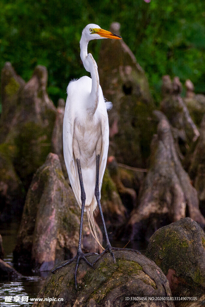白鹭立于水边礁石