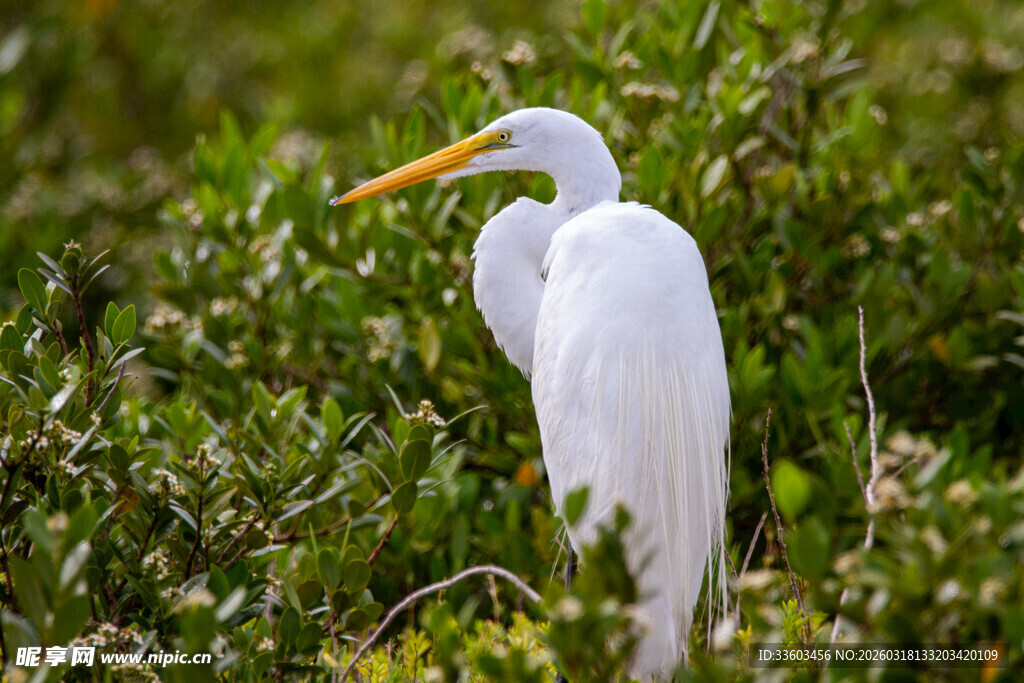 白鹭立于葱郁植物间