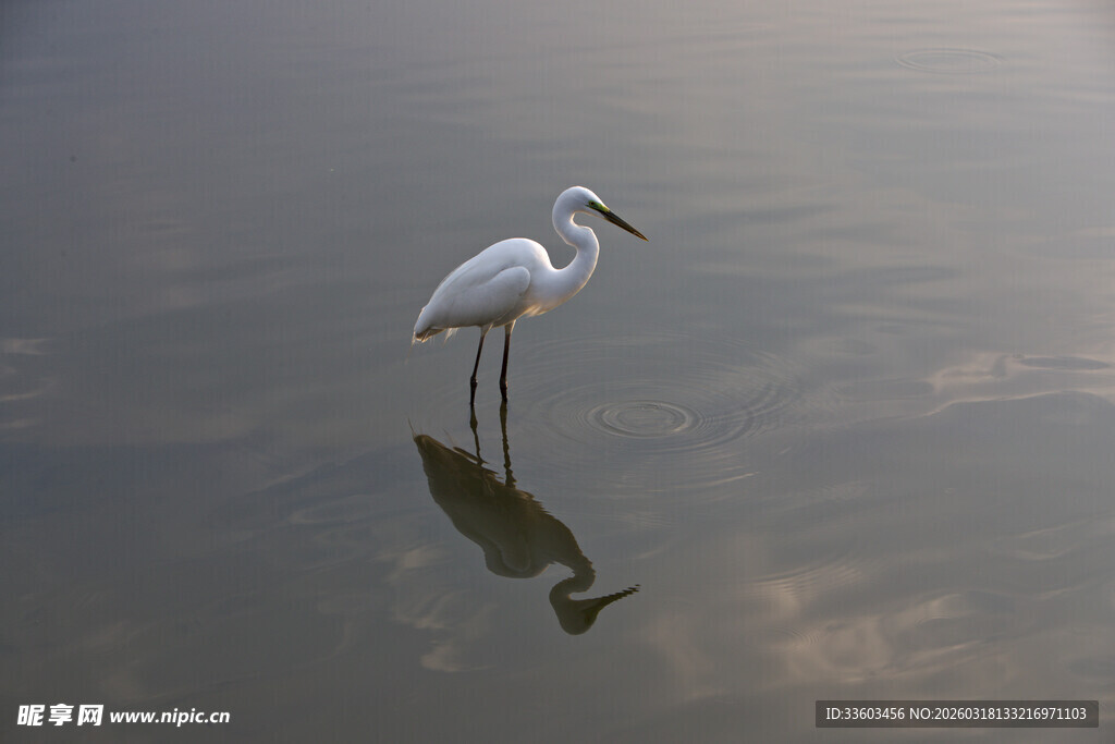 水中白鹭倒影