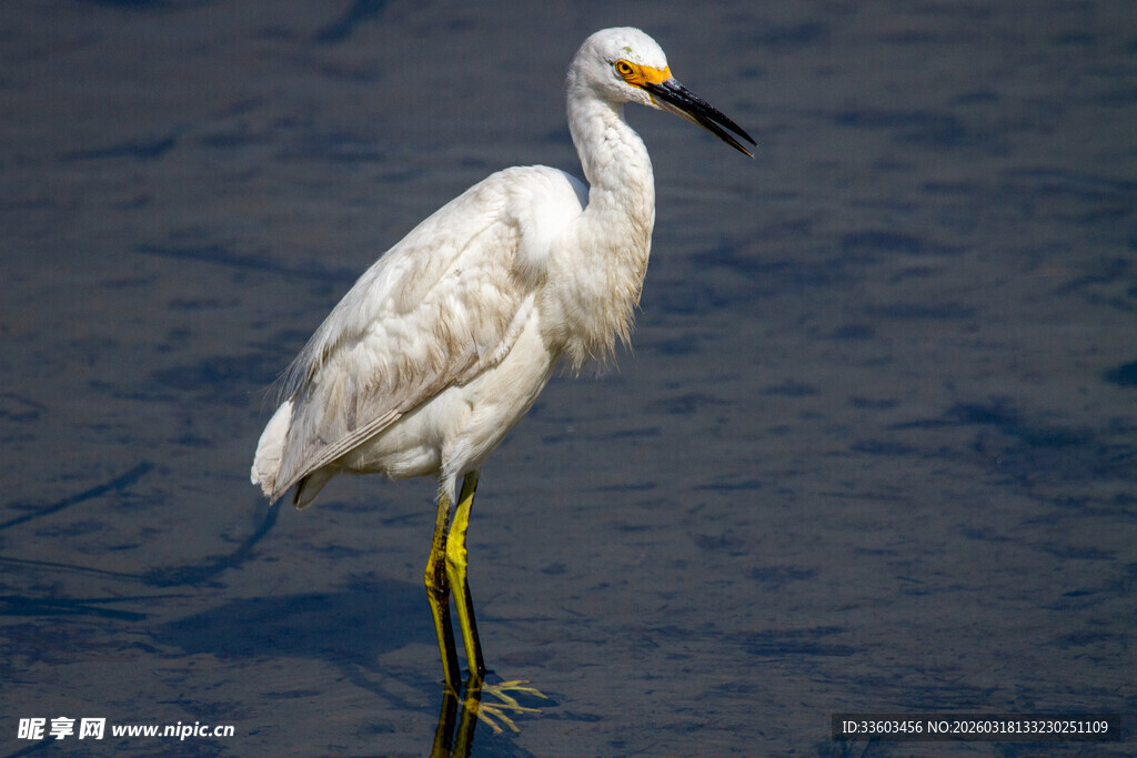 水中站立的白色鹭鸟