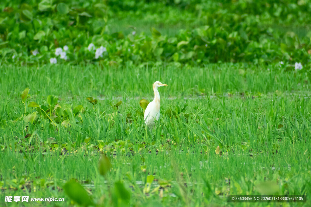绿草地中的白鹭