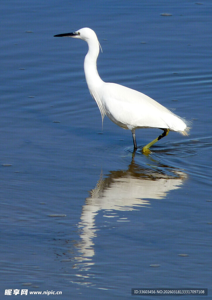 白鹭水中独立