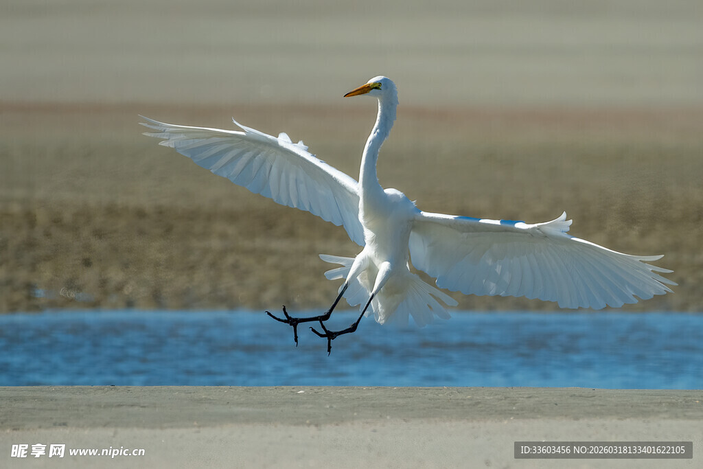 白鹭展翅于水边