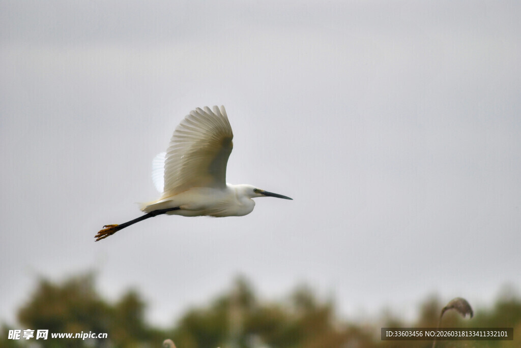 白鹭空中翱翔