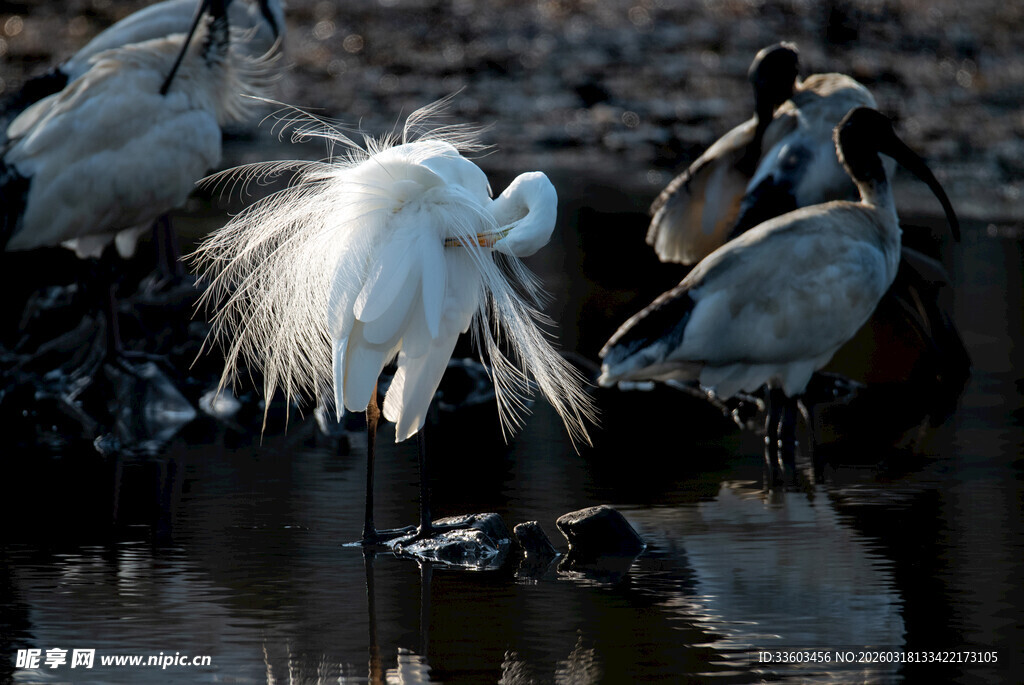 白鹭与群鸟于水边栖息