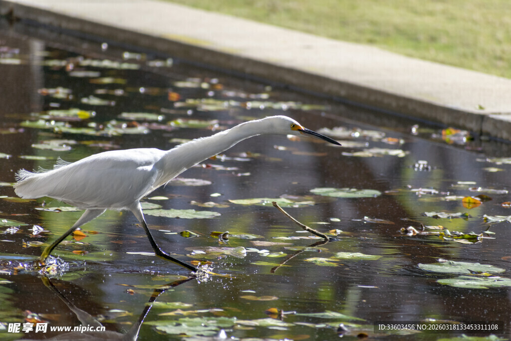 白鹭于荷塘间展翅