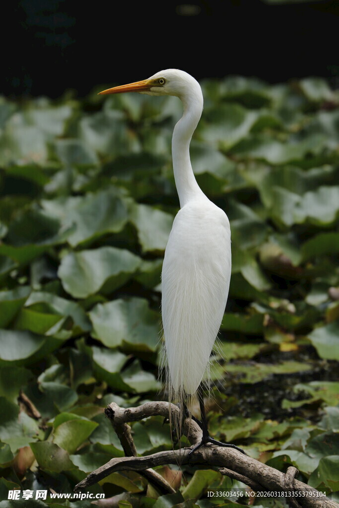 白鹭栖息于水生植物间