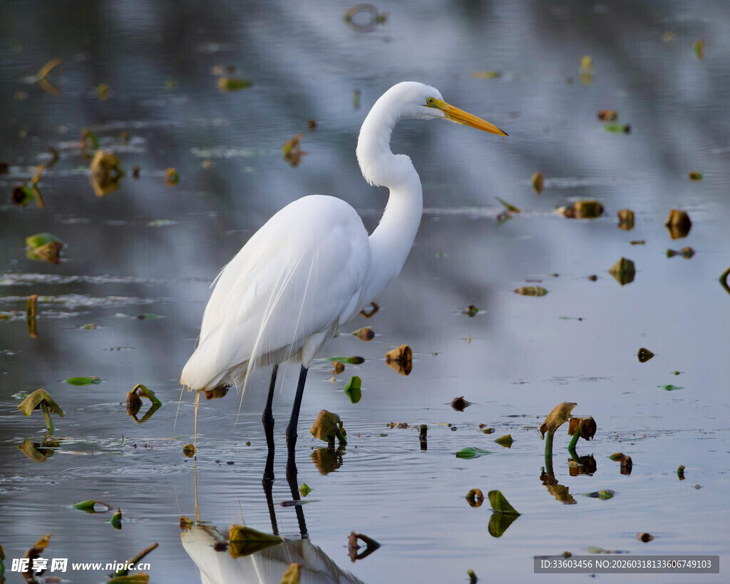 白鹭立于水中植物旁