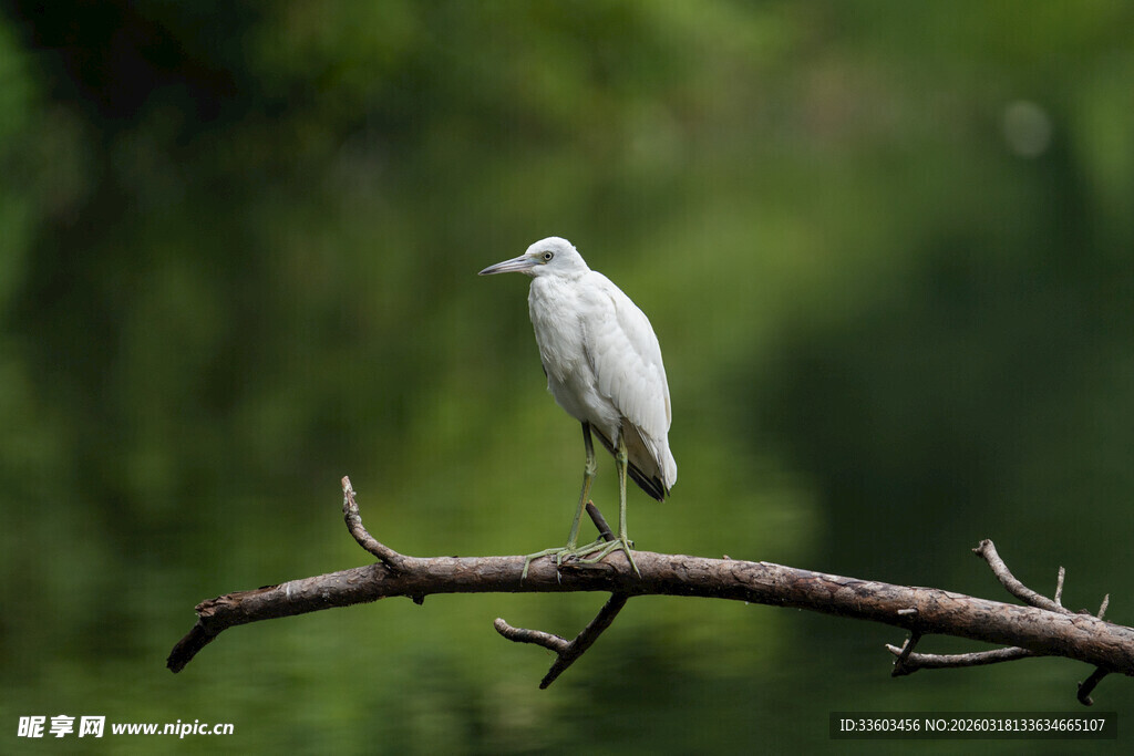 枝头伫立的白色小鸟