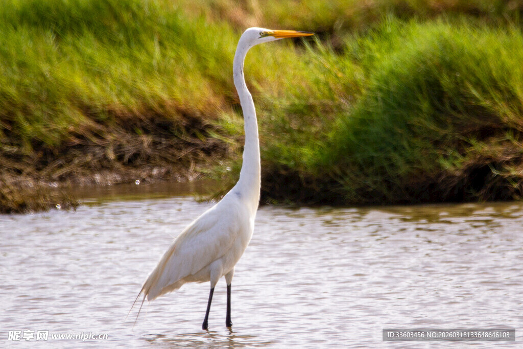 水边伫立的优雅白鹭