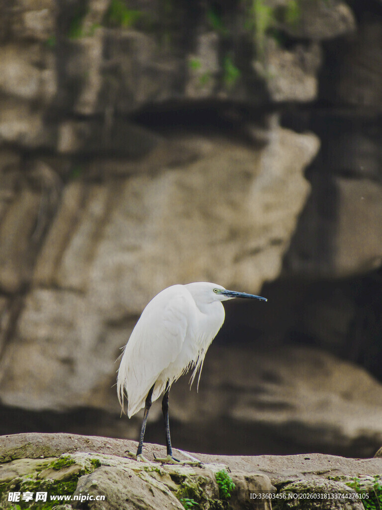 岩石上的白鹭