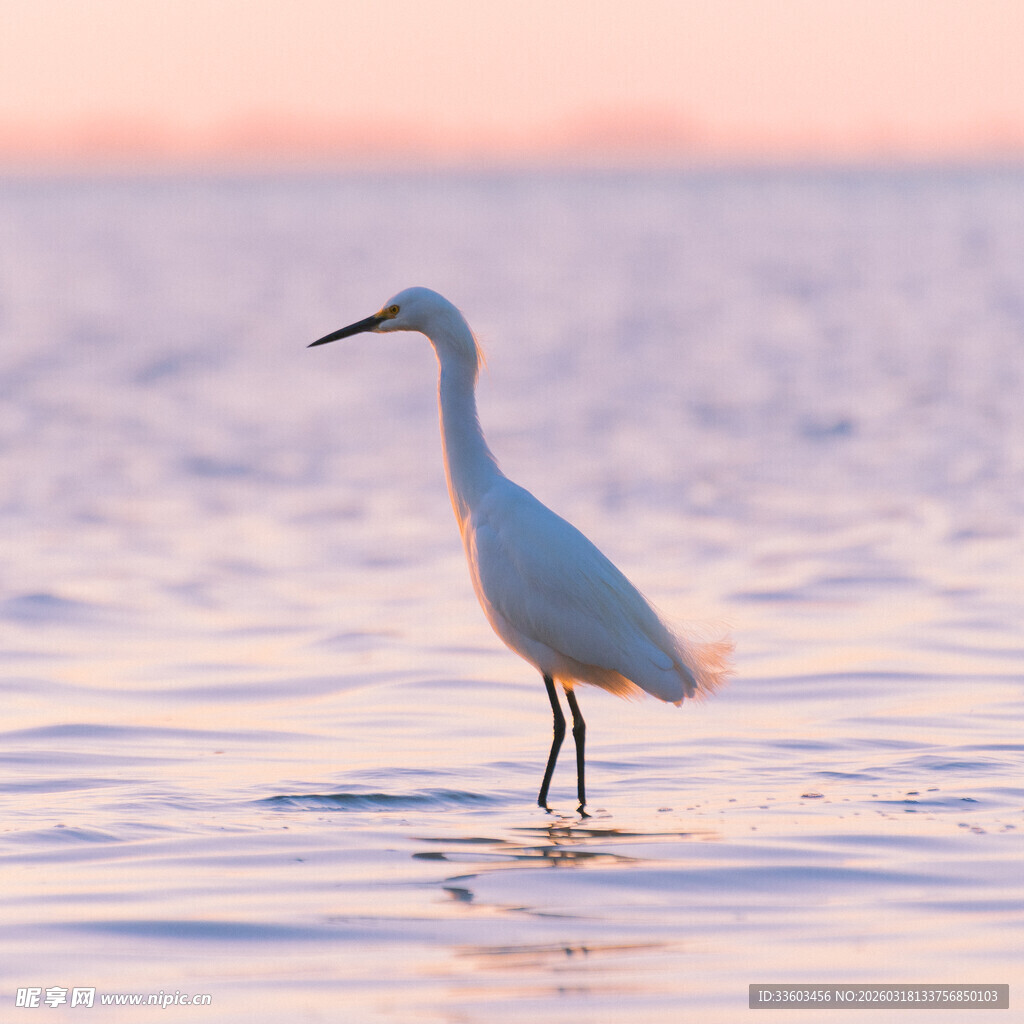 夕阳下的水边白鹭
