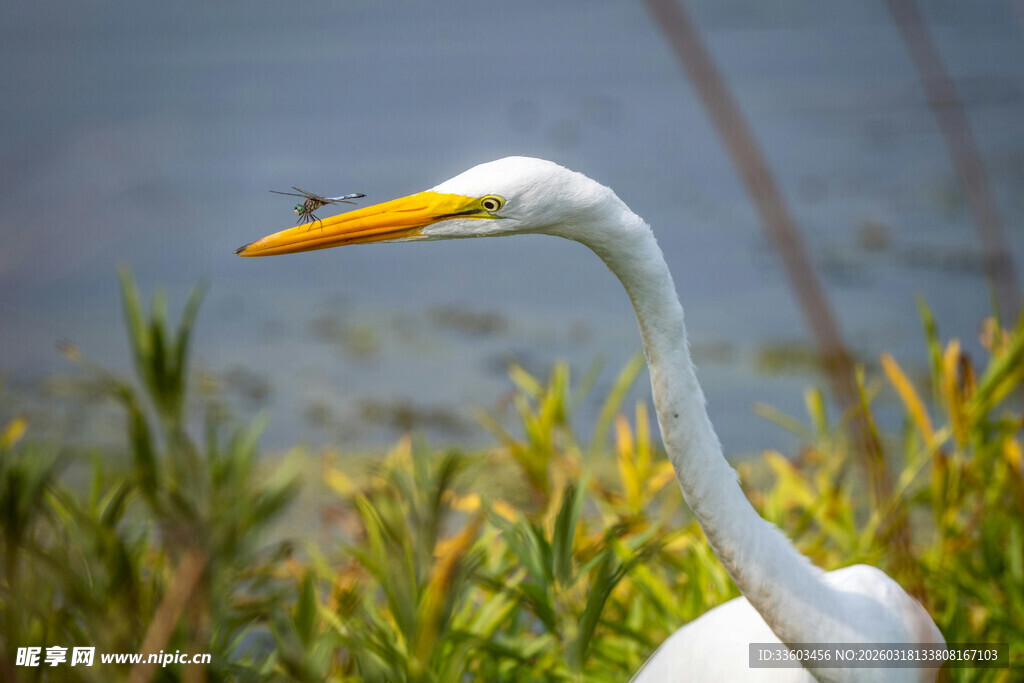 白鹭立于绿植间的优雅瞬间