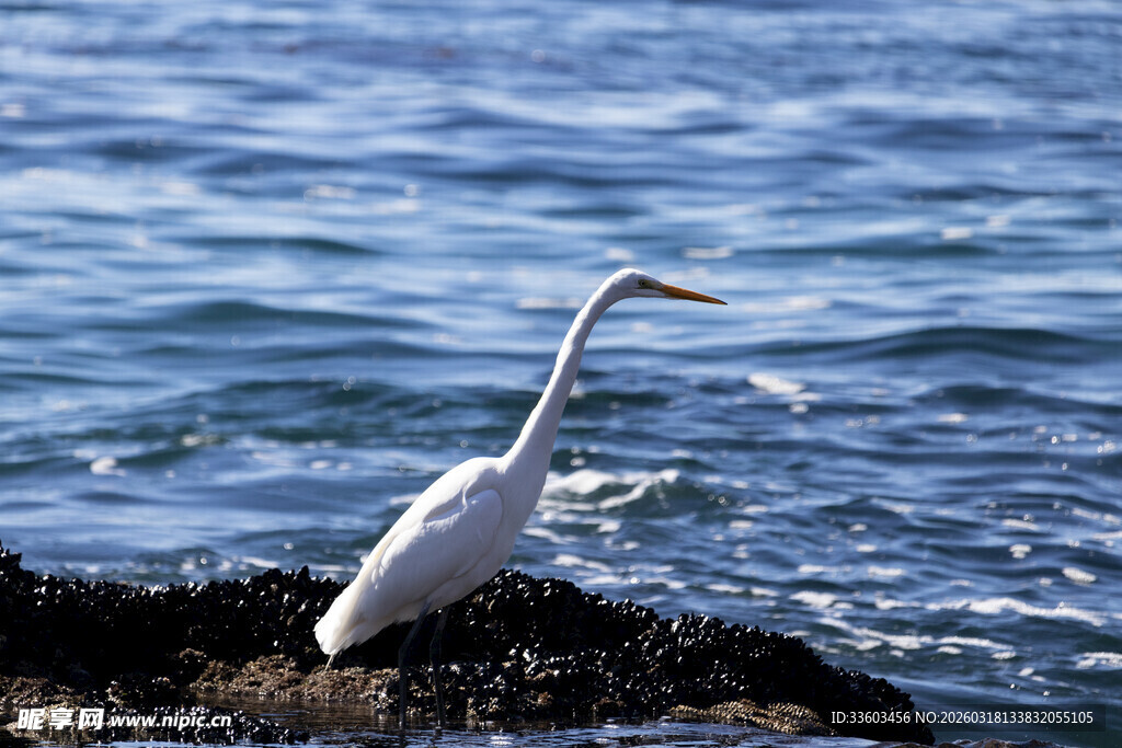 礁石上的白鹭