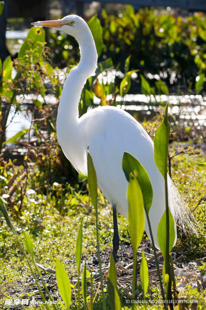 白鹭立于绿植间的自然景象