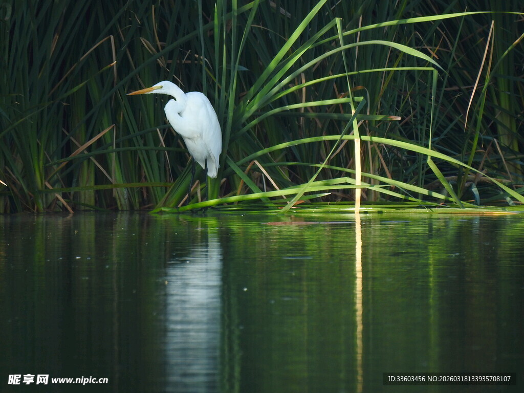 白鹭立于水边草丛