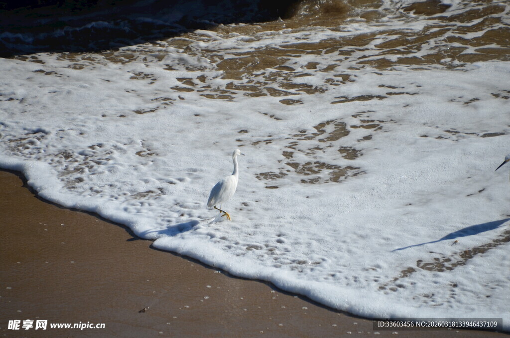 海浪拍岸的沙滩美景