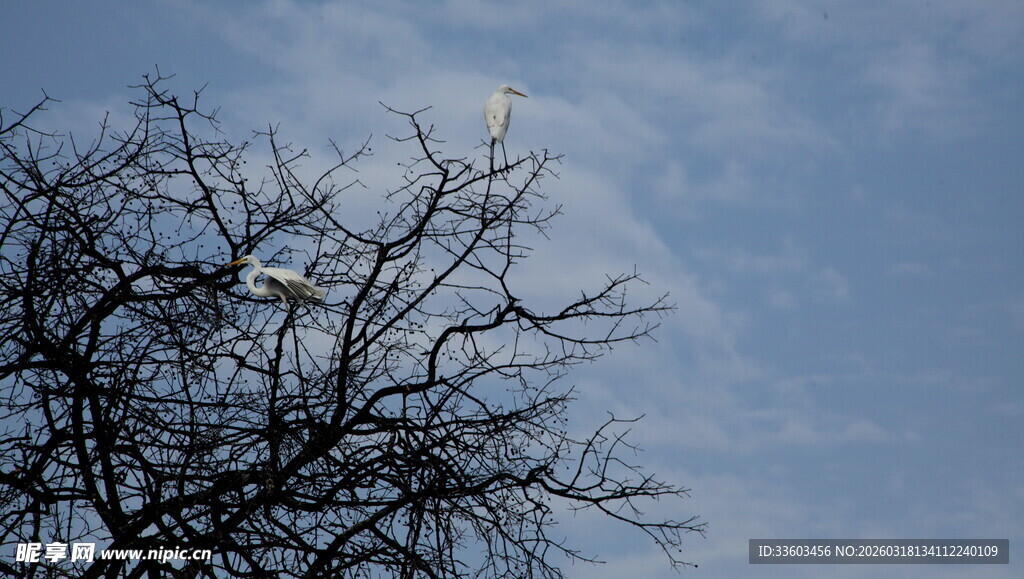 蓝天映衬下的光秃树枝