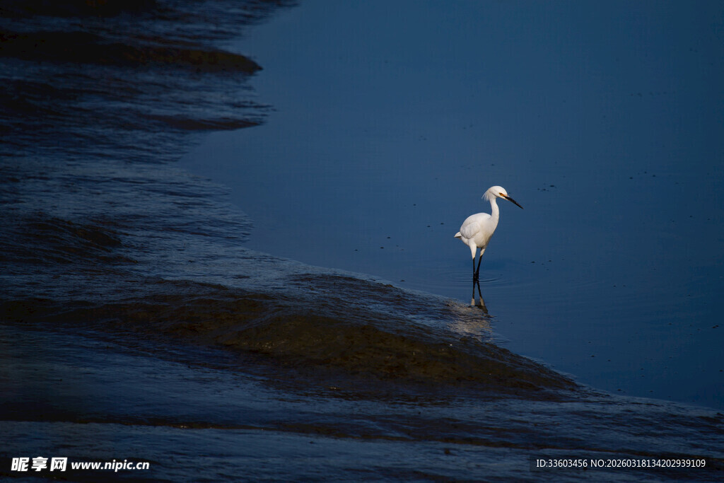 水边独立的白鹭
