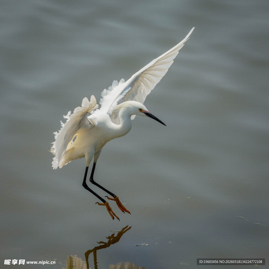 白鹭于水面展翅欲飞