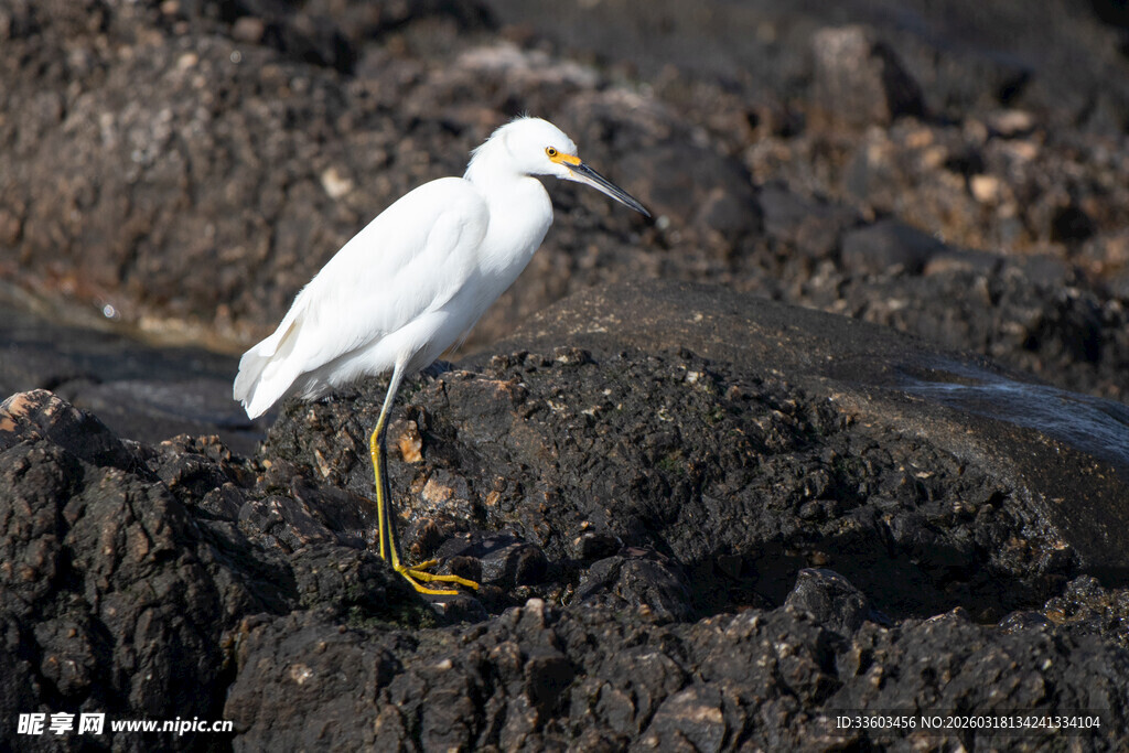 白鹭立于岩石之上