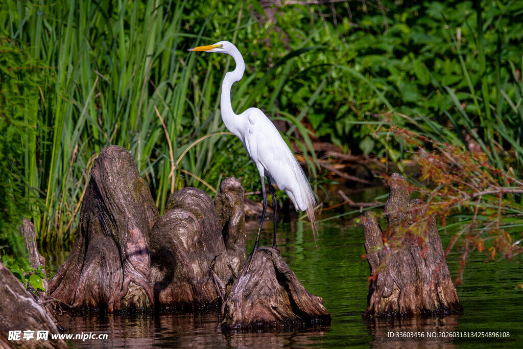 白鹭立于水边枯木之上