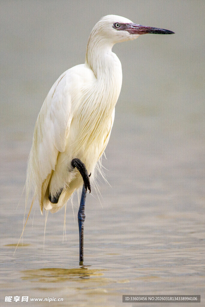 单腿站立的水边白鹭