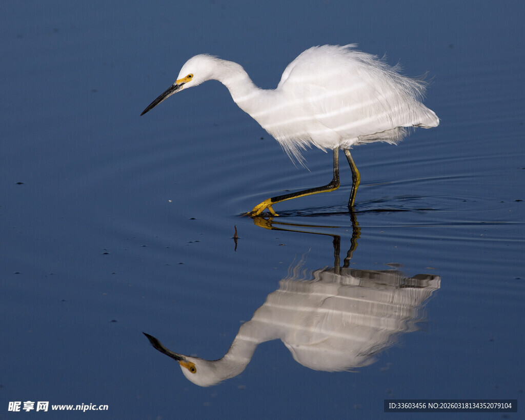 白鹭水中漫步倒影相伴