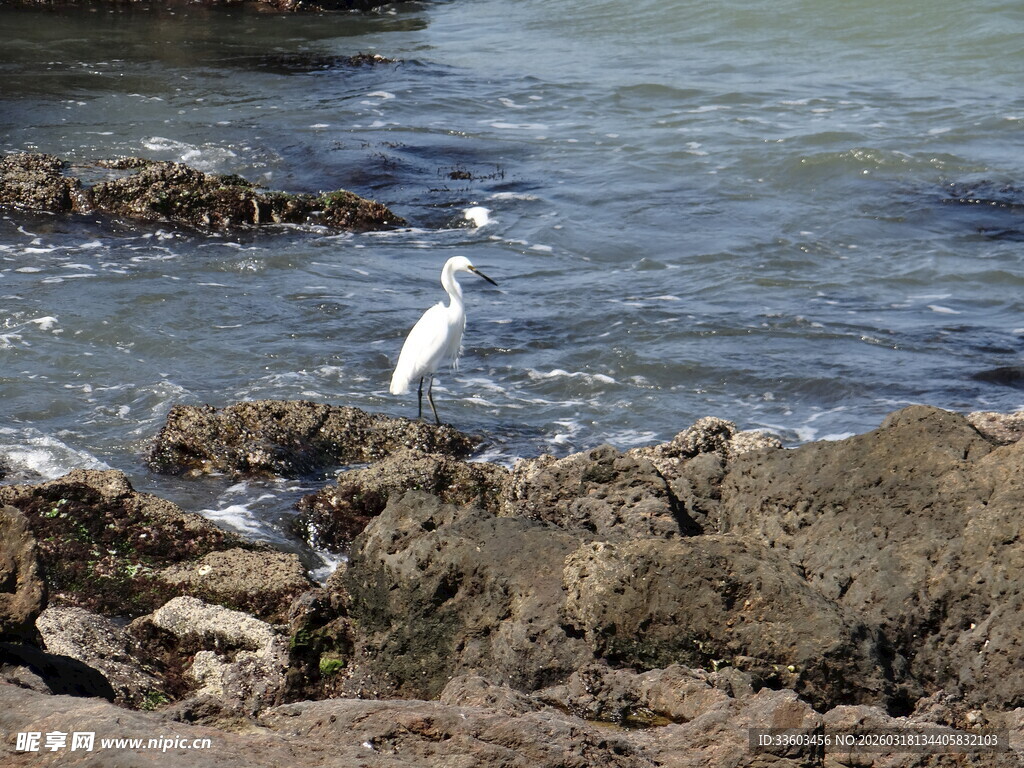 礁石上的白鹭