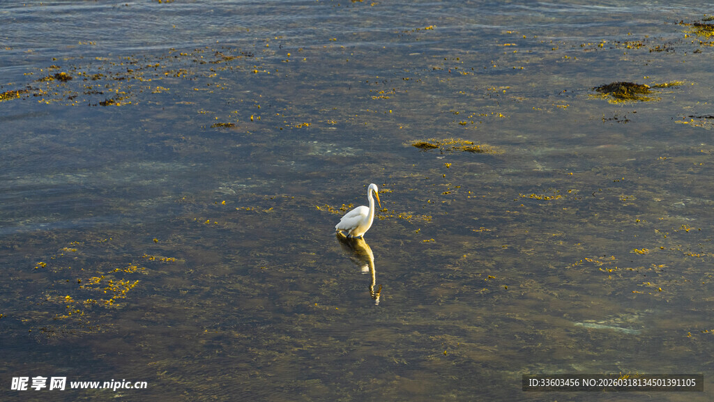 水中孤鹭