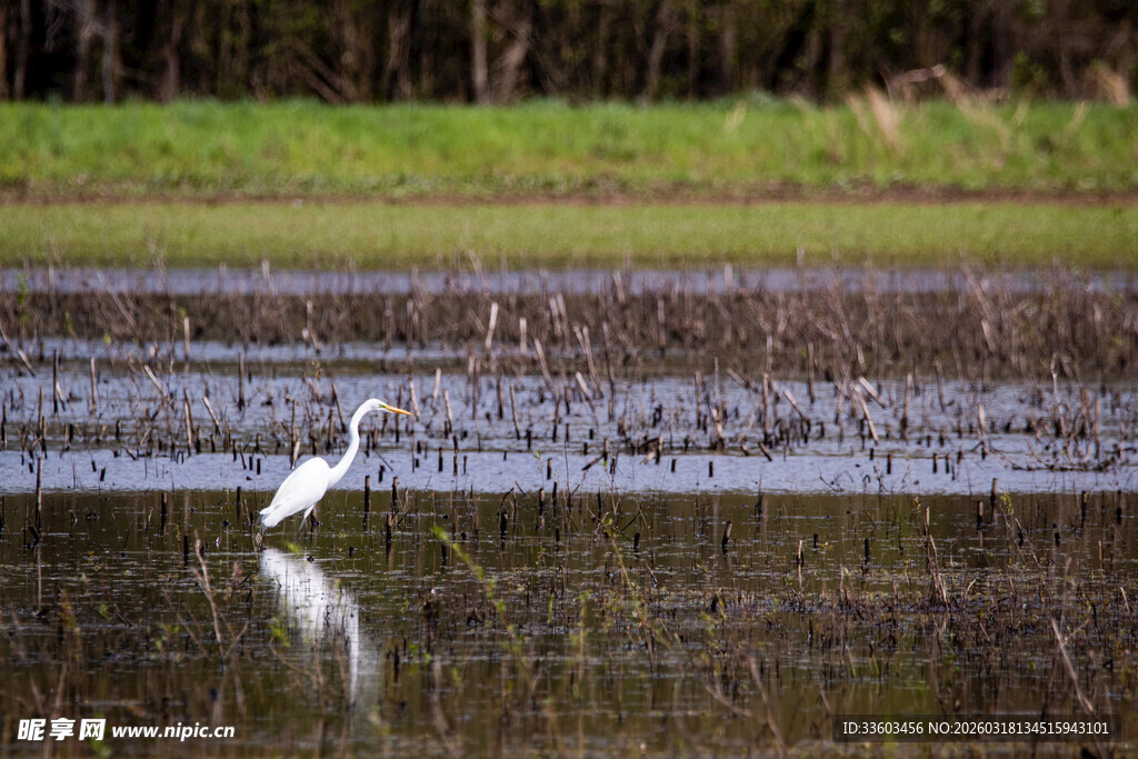 白鹭于湿地中悠然伫立