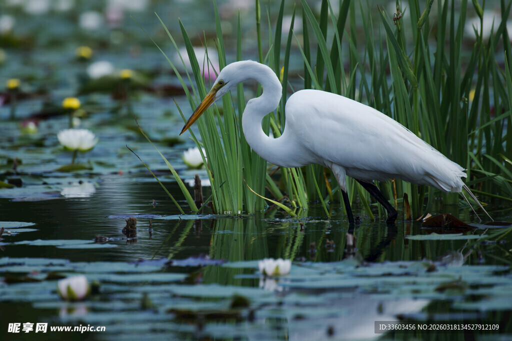 白鹭于荷塘间优雅觅食