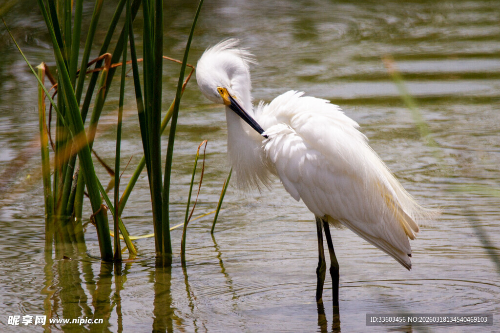 白鹭于水边优雅理羽
