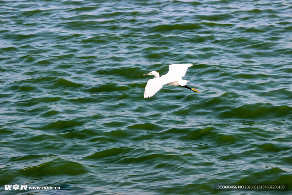 海面上飞翔的白色海鸥