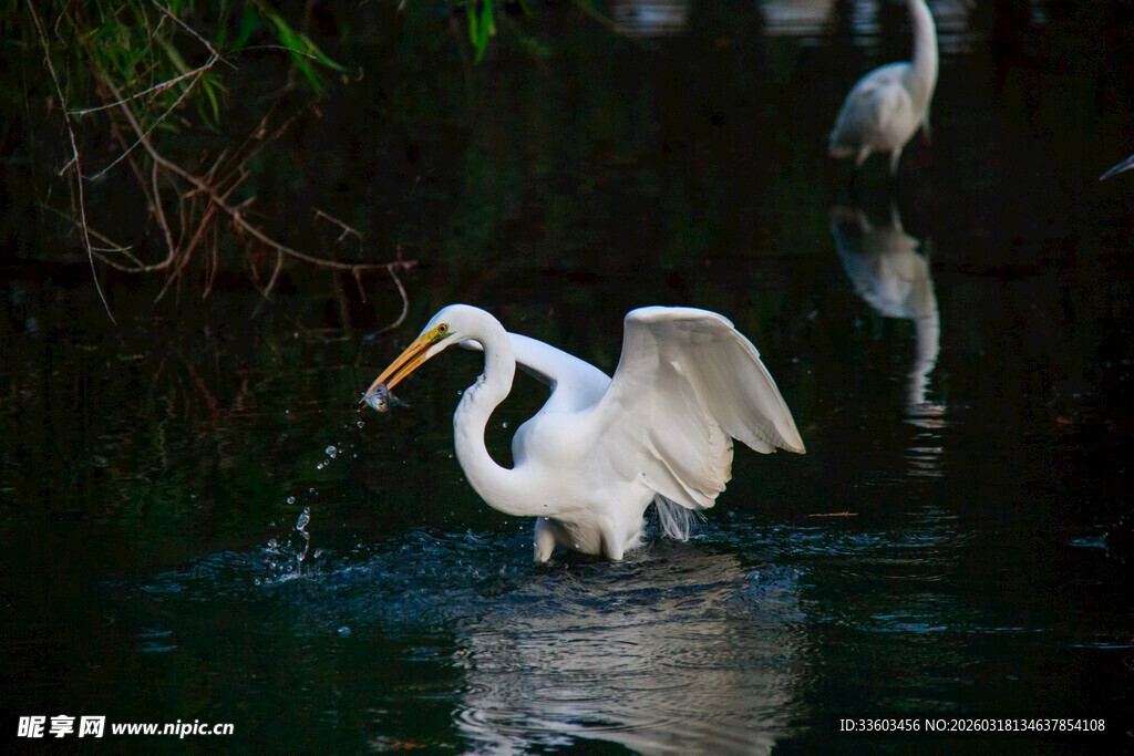 白鹭水中捕鱼展翅瞬间