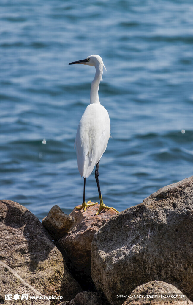 礁石上的白鹭